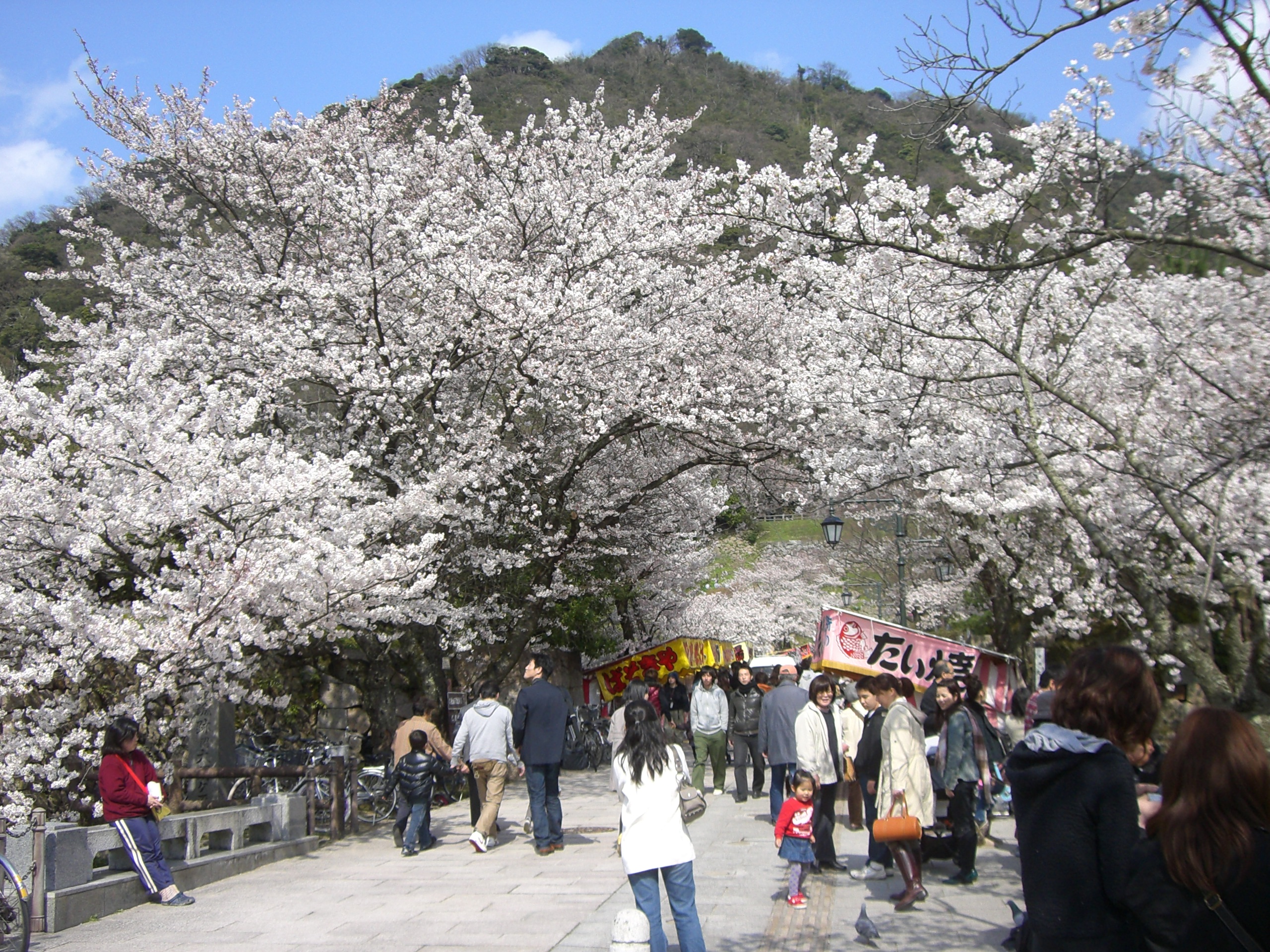 久松山でお花見しよう さるるの晩酌日記