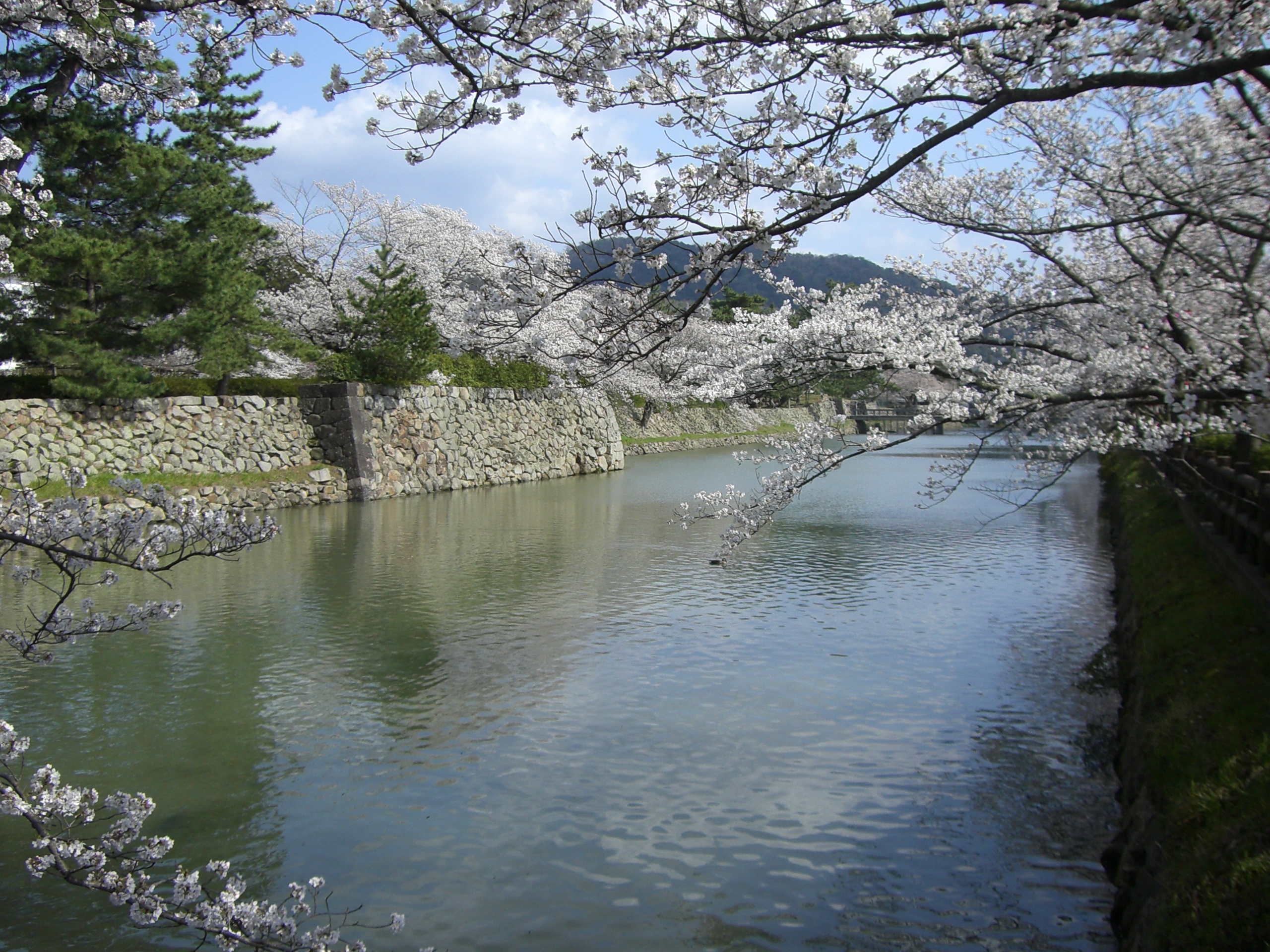 久松山でお花見しよう さるるの晩酌日記