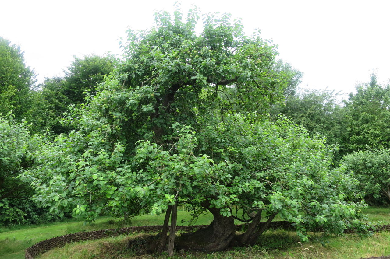 ホームステイからアイザック ニュートンツアーへ アラフィフ母の世界に飛び出す 子育て日記と親子海外旅行記