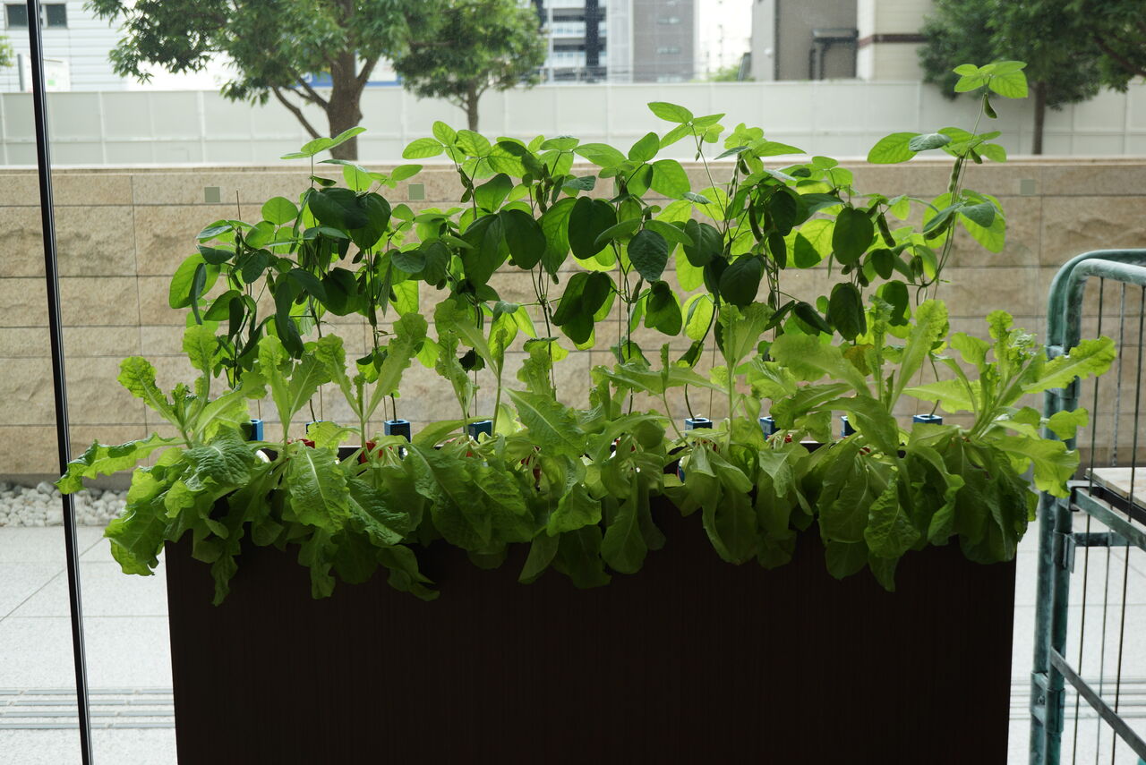 枝豆とサンチュの栽培 9週目くらい 園芸部日記 枝豆とサンチュの栽培 9週目くらい 園芸部日記