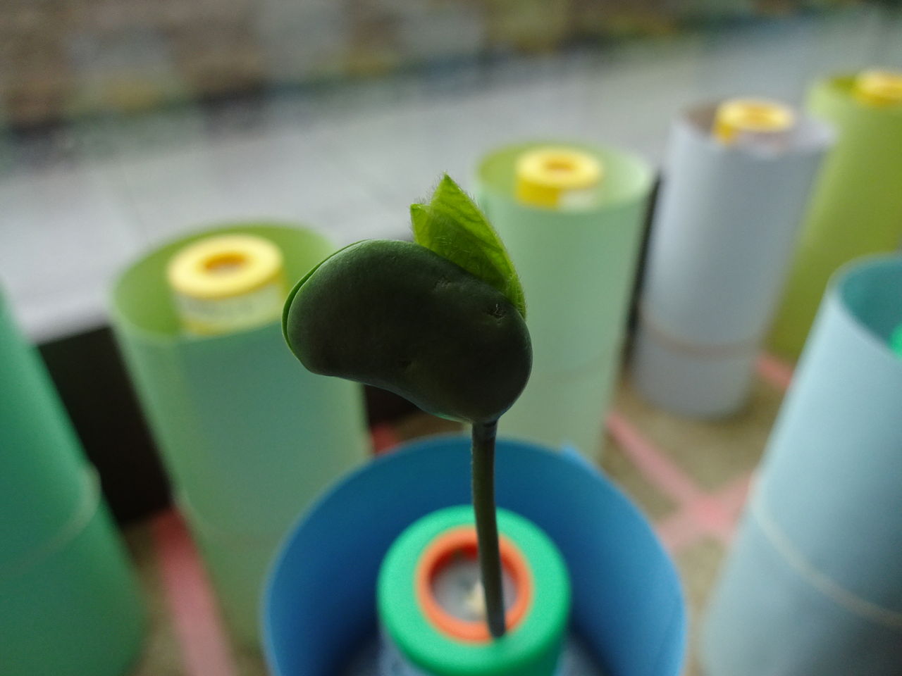 芽吹きの枝豆 アイスプラント 肥料の与え方 園芸部日記