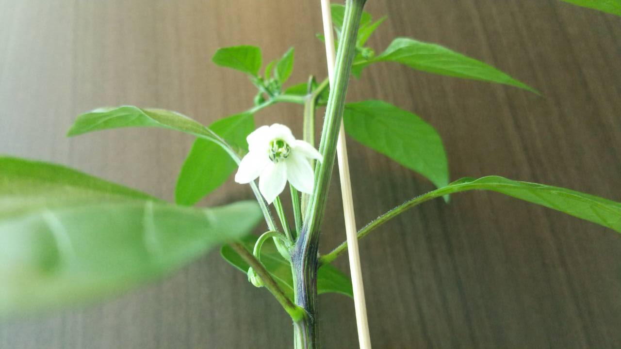 シシトウ開花 水切れにご注意を 園芸部日記 シシトウ開花 水切れにご注意を 園芸部日記