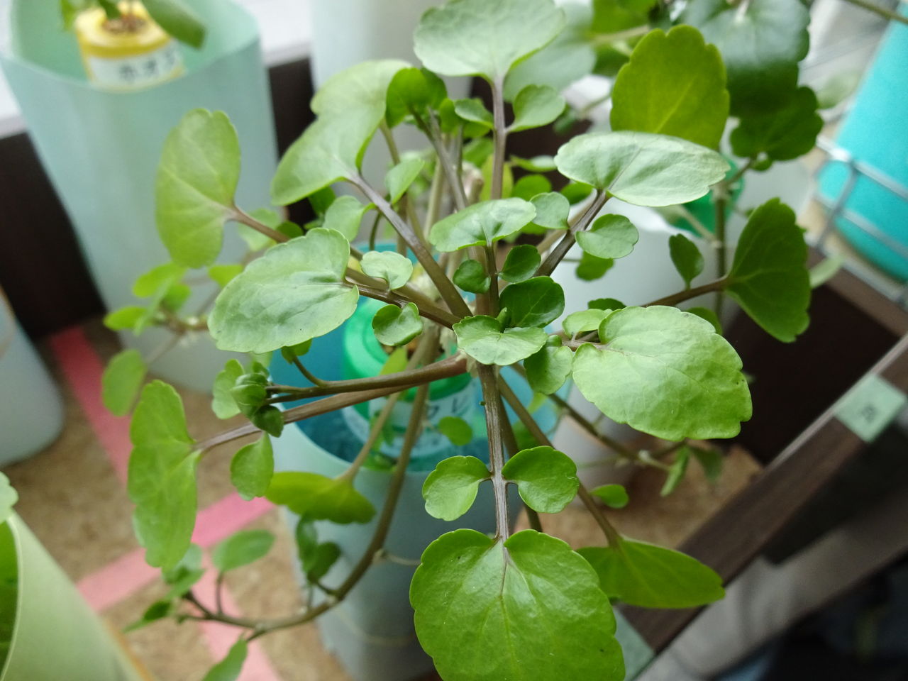 ほおずき だいぶ芽吹いてきました 園芸部日記 ほおずき だいぶ芽吹いてきました 園芸部日記