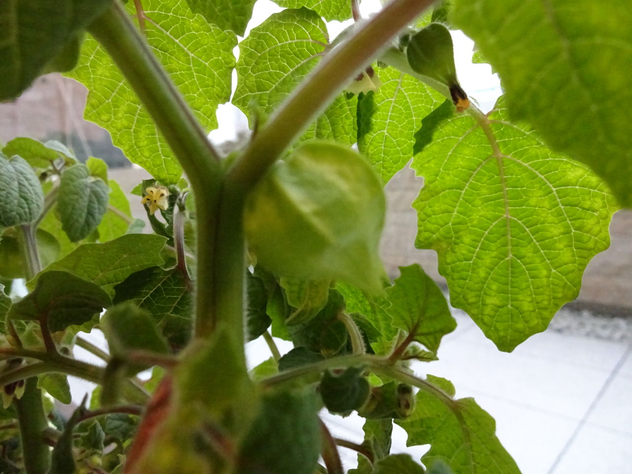 ほおずきの実 大きくなりゆく 園芸部日記