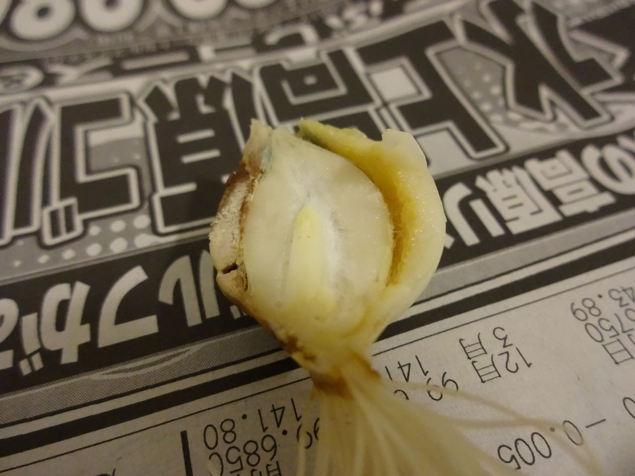 室内へ取り込まれた球根たち 園芸部日記 室内へ取り込まれた球根たち 園芸部日記