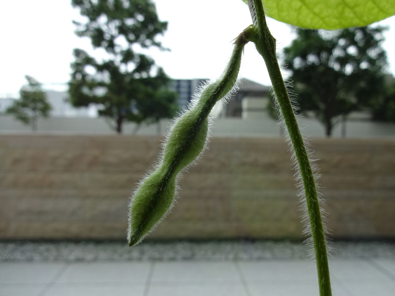 アイスプラントは長く置くとマズくなる 園芸部日記