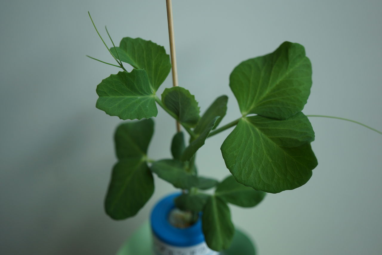 バジル スナップエンドウの栽培 ３週目 園芸部日記