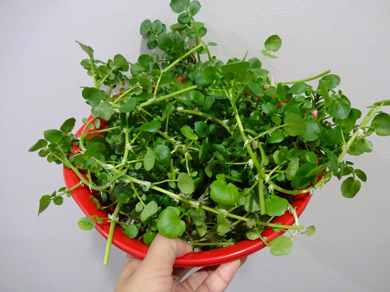 食用ほおずき 大きく育てる裏技 園芸部日記