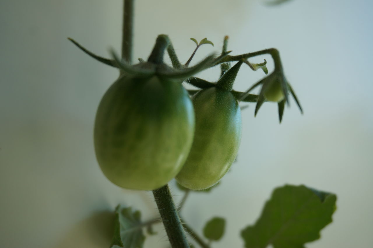 ミニトマト今後の育て方のポイント 園芸部日記