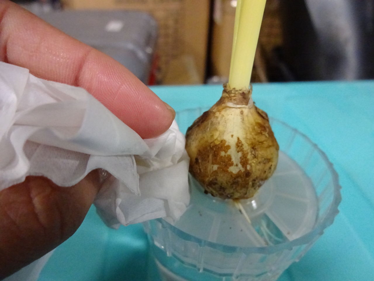 根と芽がグングン伸びた カビの対策 園芸部日記