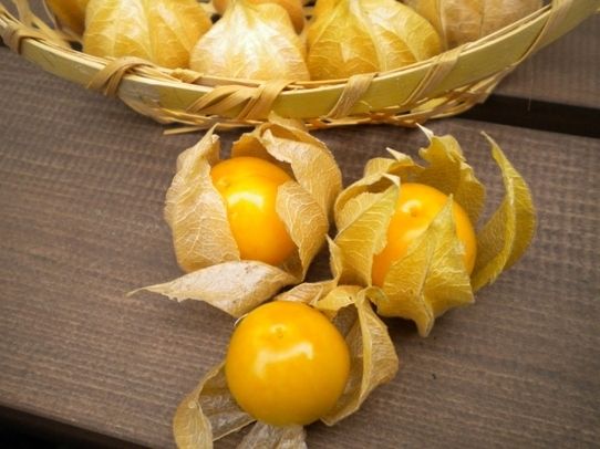 食用ほおずき、今後の育て方ポイント : ◇ 園芸部日記 ◇