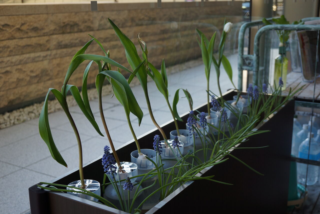 チューリップとムスカリの水栽培 ６週目 園芸部日記