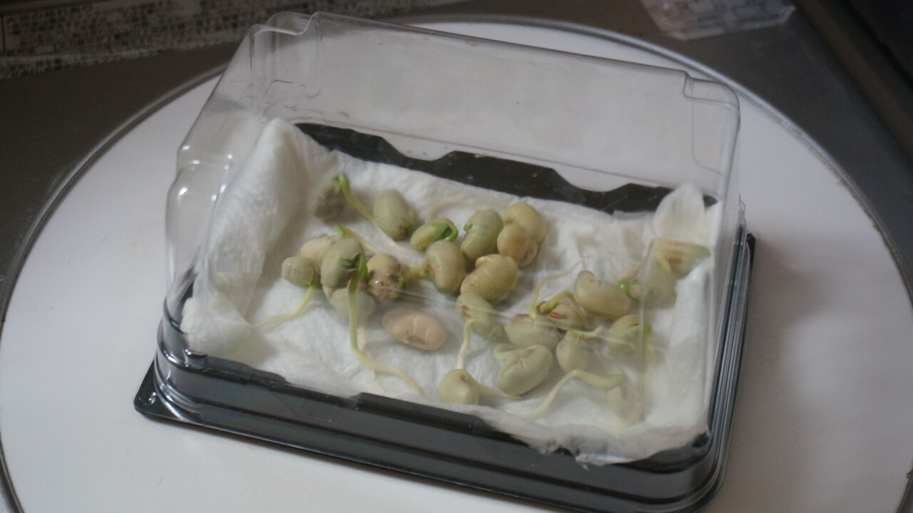 枝豆とサンチュの成長過程ダイジェスト 園芸部日記