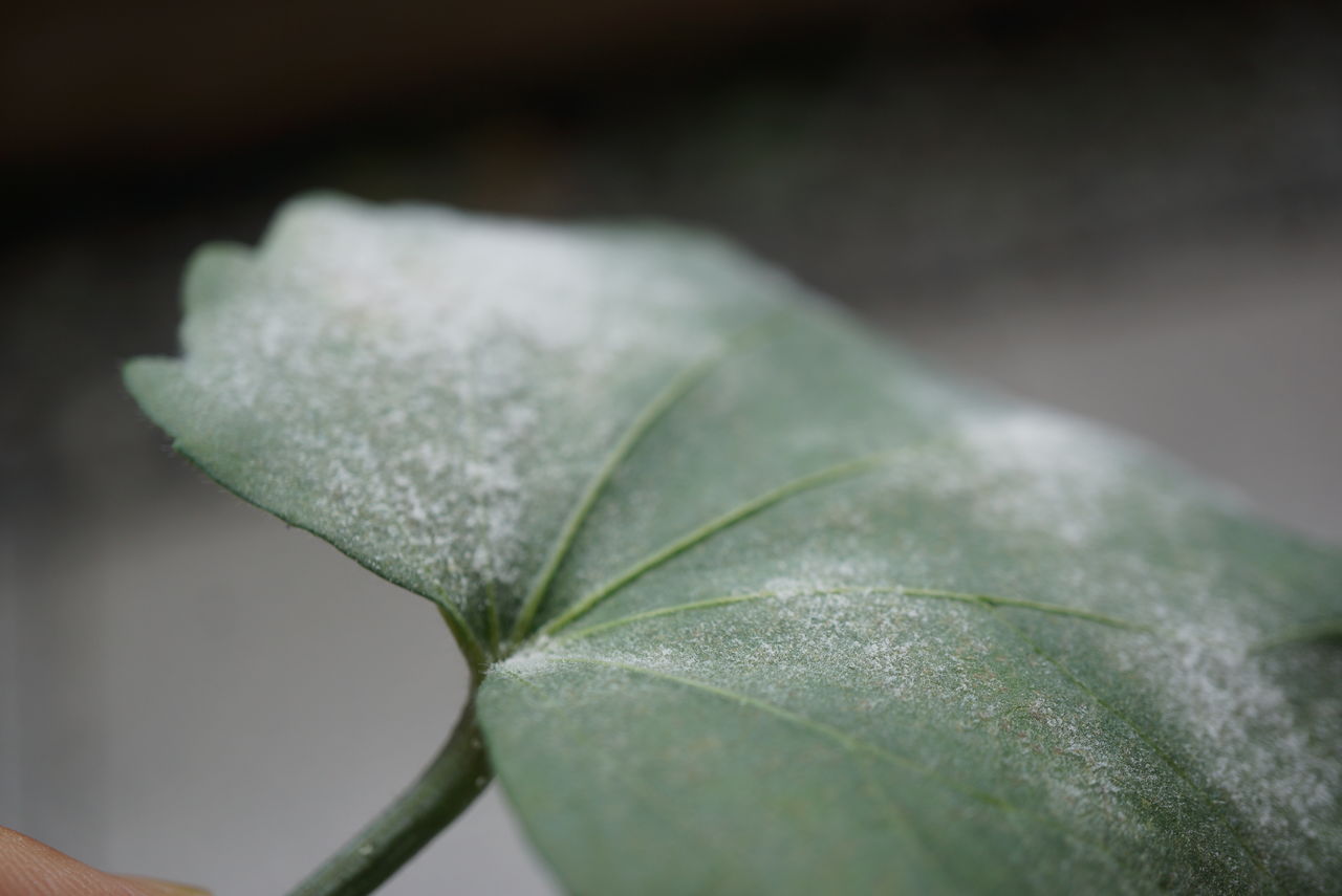 オクラ 茎ブロッコリー ときどき茎カリフラワー の栽培 12週目 園芸部日記 オクラ 茎ブロッコリー ときどき茎カリフラワー の栽培 12週目 園芸部日記