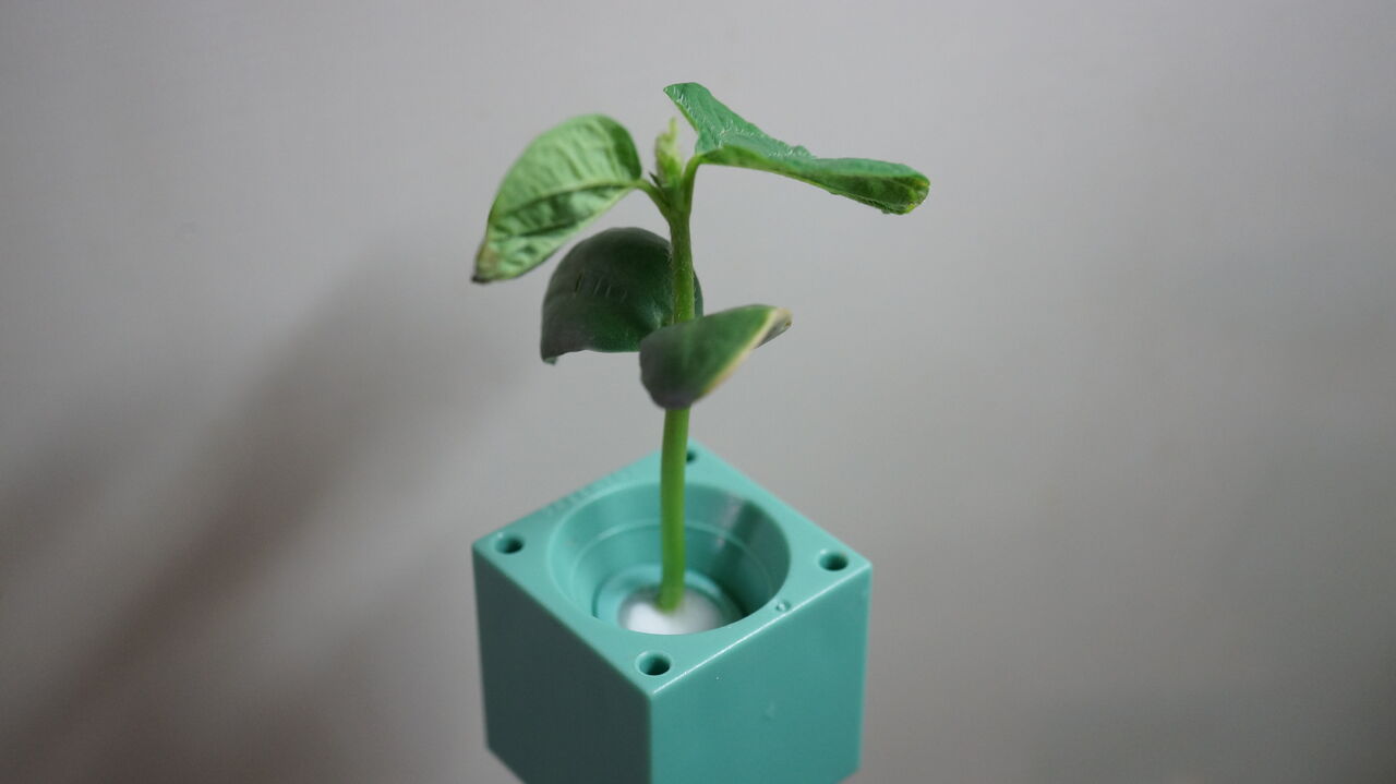 枝豆とサンチュの成長過程ダイジェスト 園芸部日記