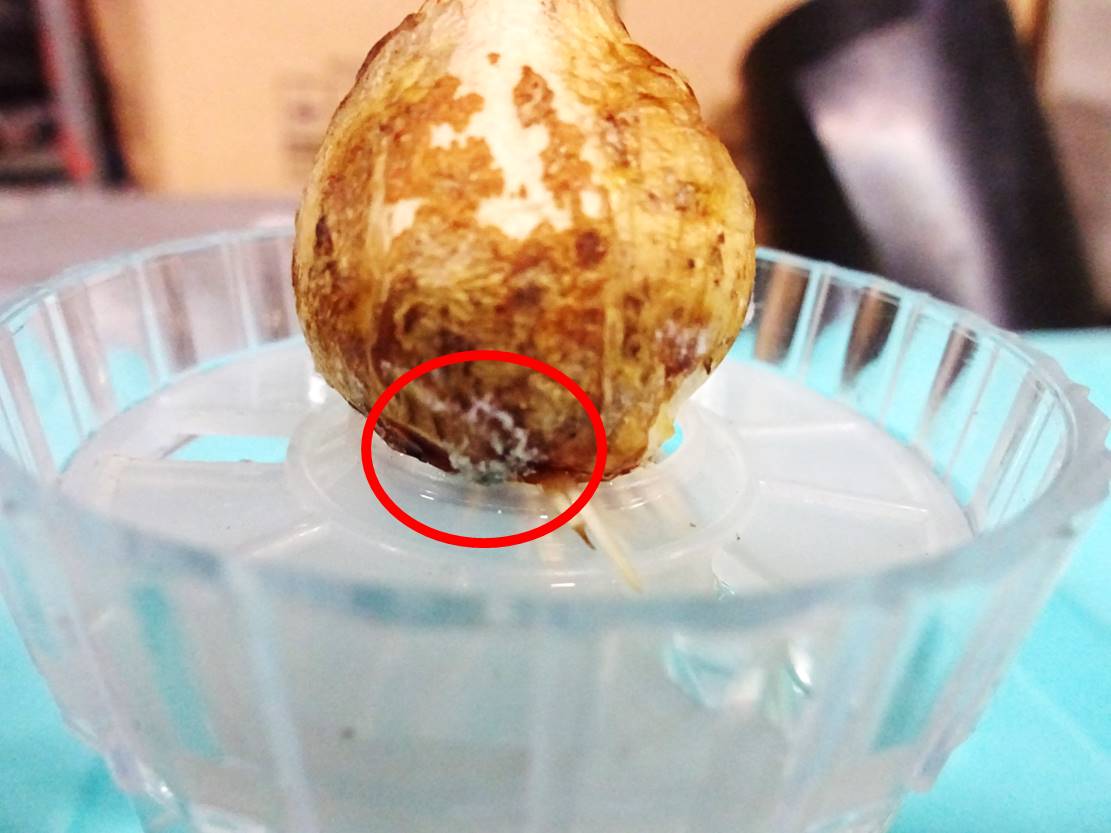根と芽がグングン伸びた カビの対策 園芸部日記 根と芽がグングン伸びた カビの対策 園芸部日記