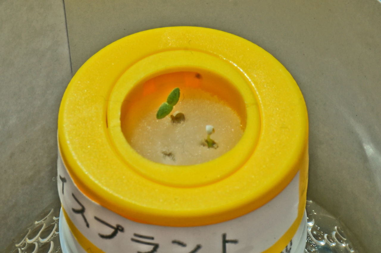 ぐんぐん育つ枝豆と ぜんぜん変わらないアイスプラント 園芸部日記