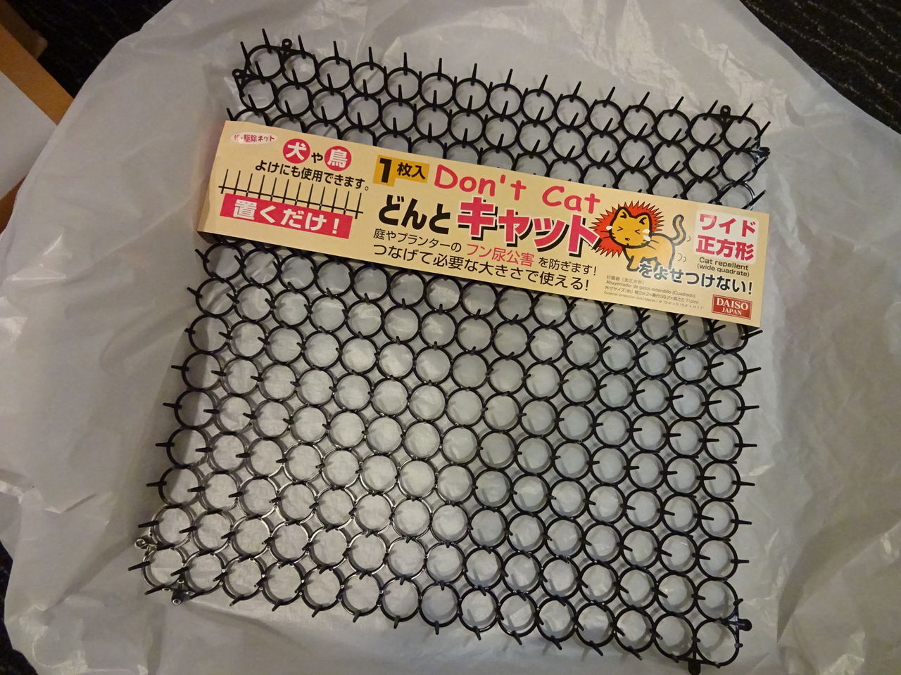 クロッカスとチューリップの水栽培 ２週目 : ◇ 園芸部日記 ◇