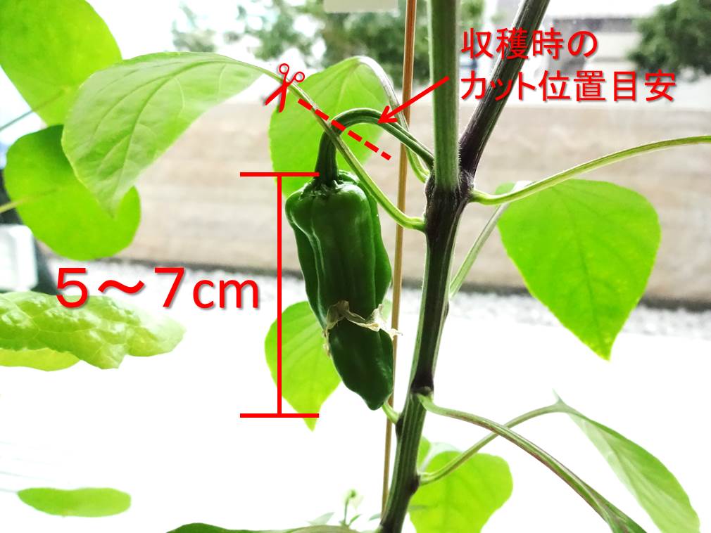 シシトウ収穫できますよ 園芸部日記 シシトウ収穫できますよ 園芸部日記