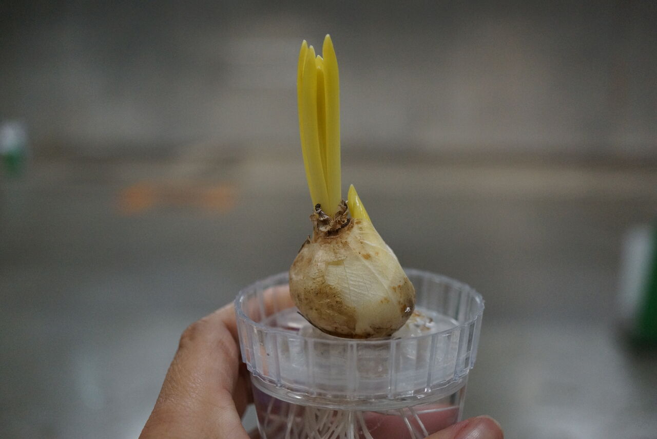 クロッカスとチューリップの水栽培 2週目 園芸部日記