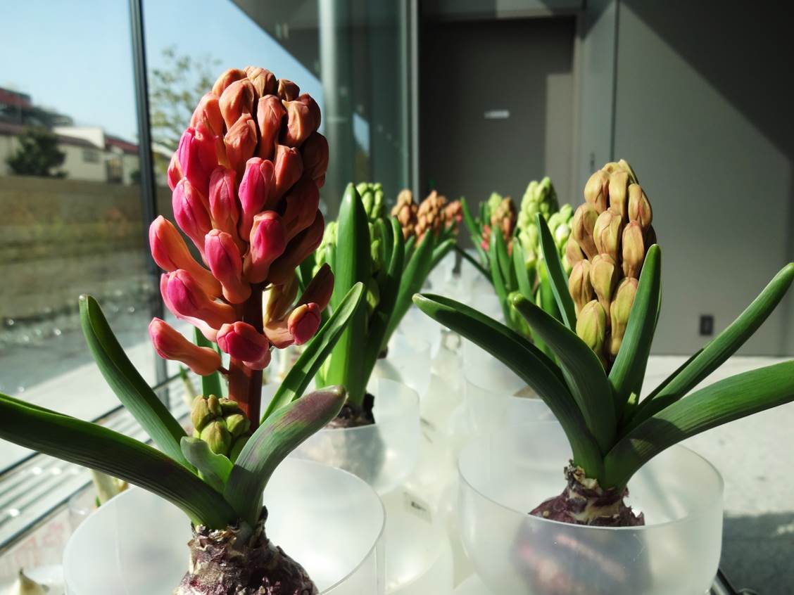 速報 蕾が開花直前 園芸部日記