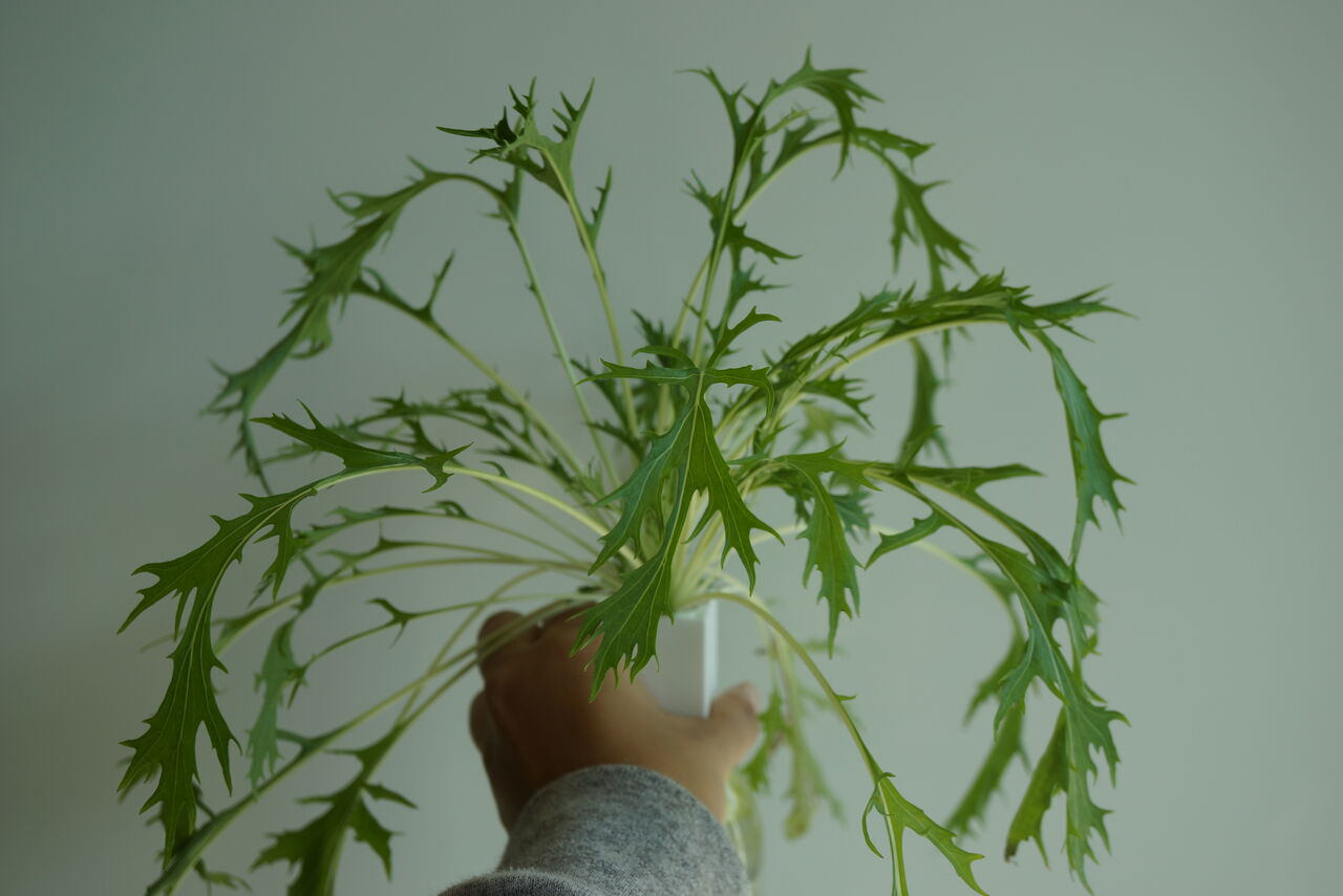 水菜 ミニトマト 赤 の栽培 8週目 園芸部日記