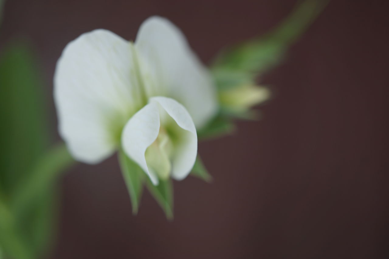 バジル スナップエンドウの栽培 ５ ５週目 園芸部日記