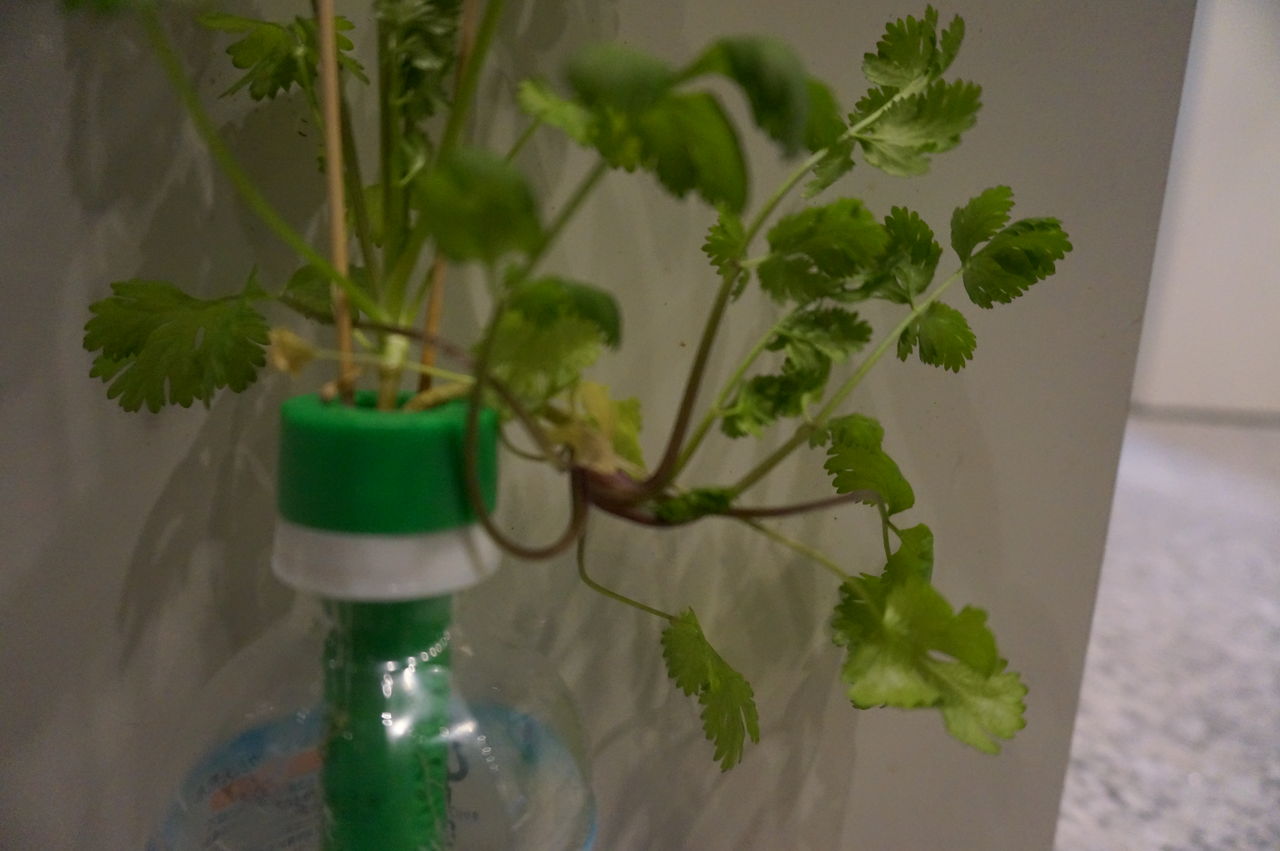 育ちすぎるミニトマトとパクチーたち 園芸部日記