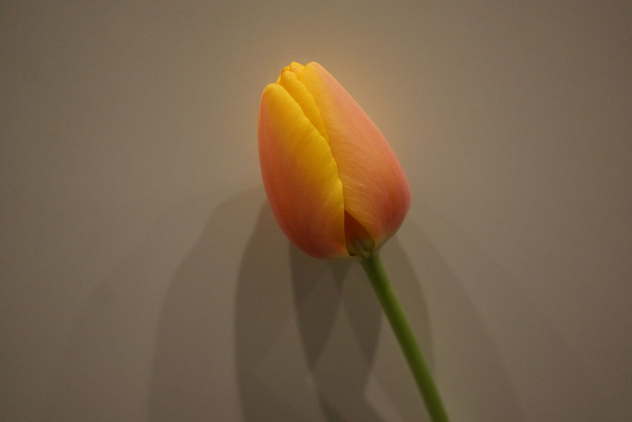 クロッカスとチューリップの水栽培 ７週目 園芸部日記