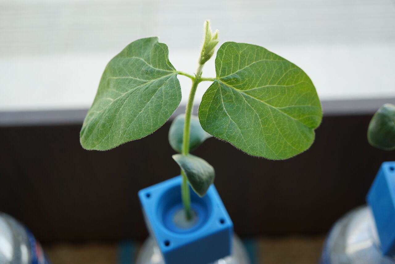 枝豆とサンチュの成長過程ダイジェスト 園芸部日記