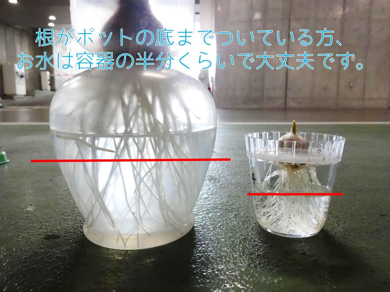 球根の水栽培 4週目 園芸部日記 球根の水栽培 4週目 園芸部日記