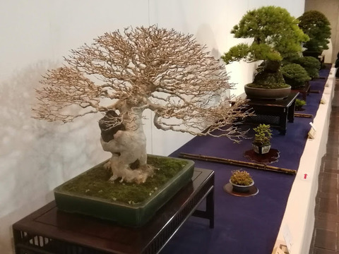 盆栽2