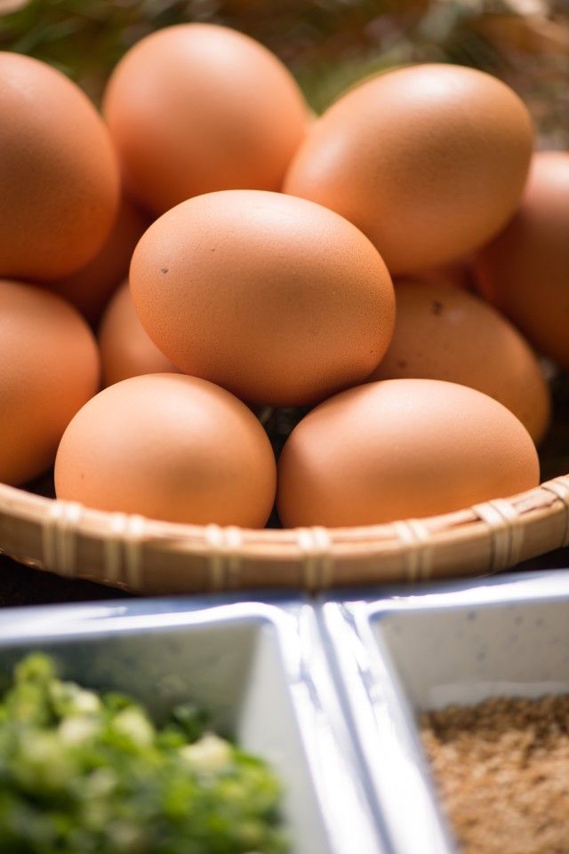 卵を産む哺乳類はいるのか みんなの疑問にお答えforest 卵を産む哺乳類はいるのか みんなの疑問にお答えforest