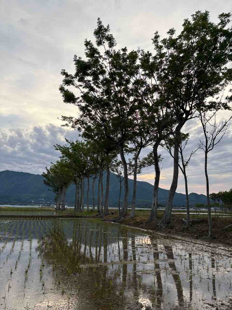 夏井のハザ木