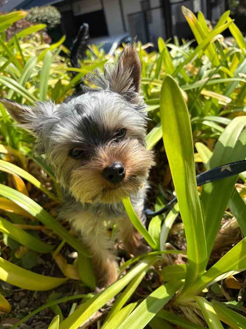 実家のワンちゃん