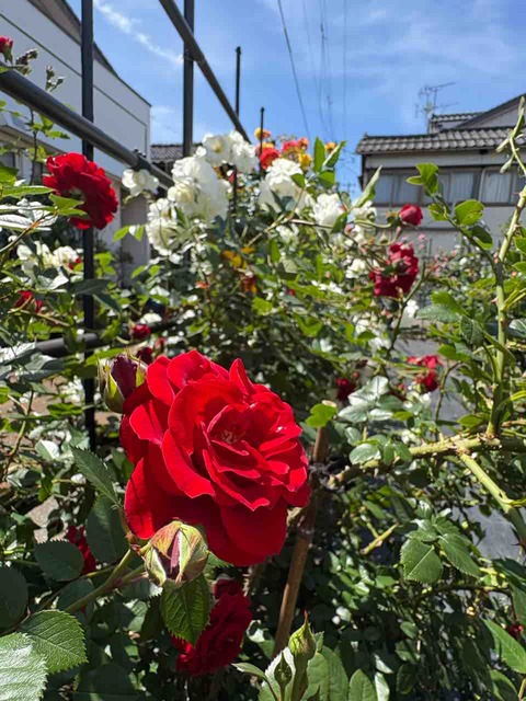 薔薇の季節