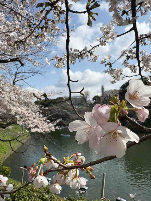 サクラサキハジメル