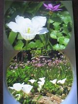 ��ƣ����