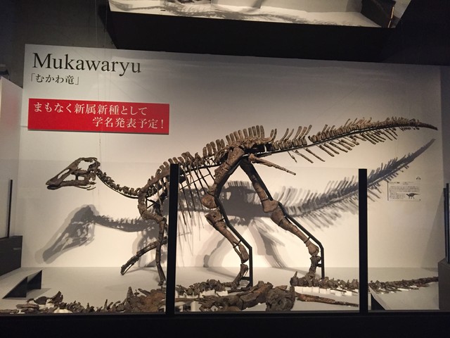 日本の恐竜の神 むかわ竜の学名発表 Tokoの ひまわり のーと