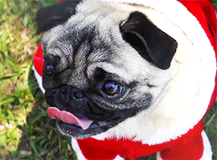 サンタの衣装を着たパグ犬_gifmagazine