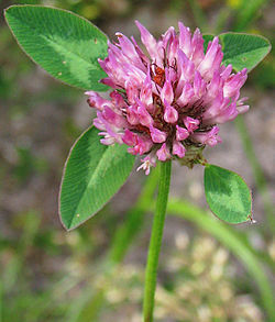 250px-Rotklee_Trifolium_pratense_20110531145543