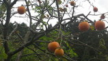 4090530a.jpg
