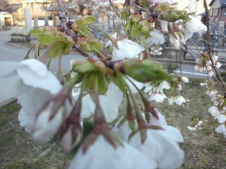 20110412