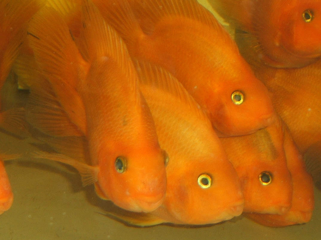 Ofk入荷blog 熱帯魚