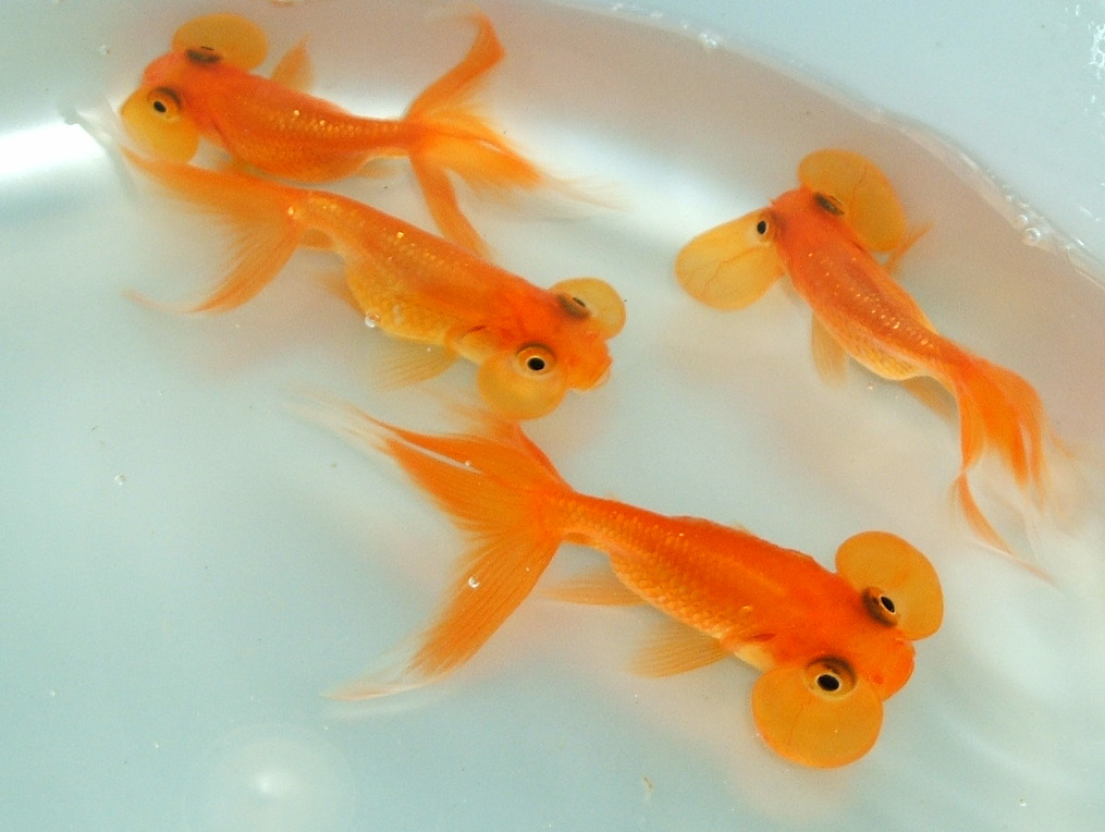 水泡眼 Ofk入荷blog