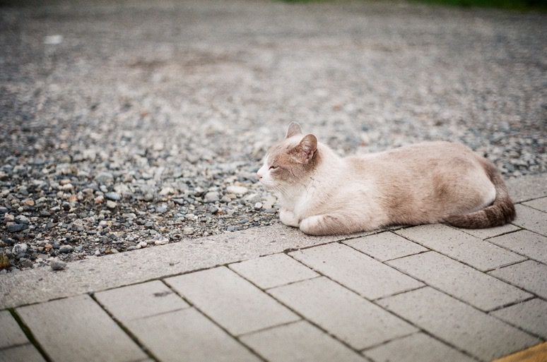 f:id:mount-hayashi:20160925191817j:plain f:id:mount-hayashi:20160925191817j:plain