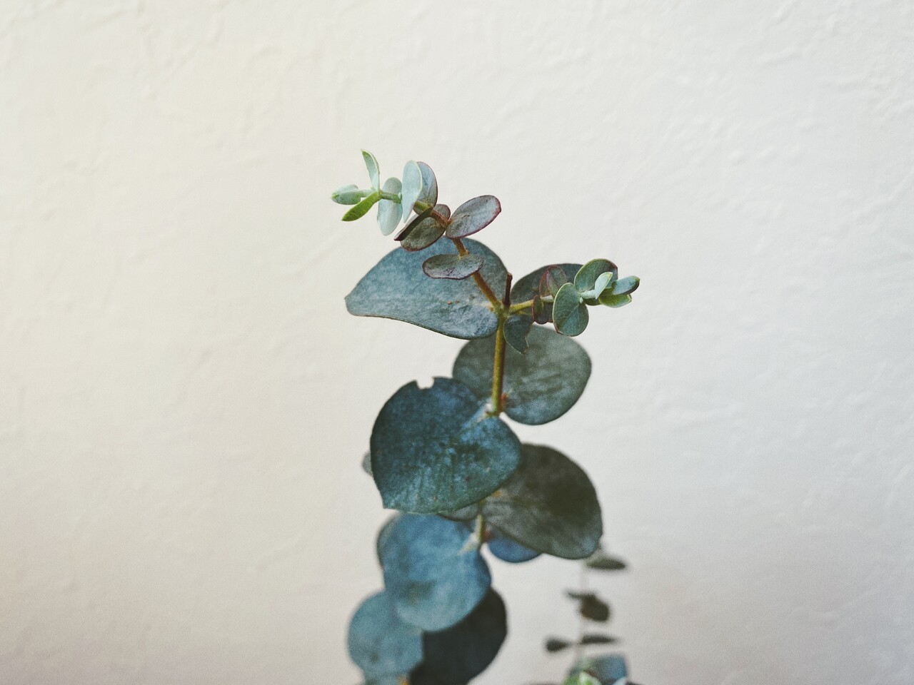 ユーカリから新しい葉が出た 家にいる時間が長いからこそ草花のある暮らしはいいなと思った ミニマリスト日和 Powered By ライブドアブログ ユーカリから新しい葉が出た 家にいる時間が長いからこそ草花のある暮らしはいいなと思った ミニマリスト日和 Powered By ライブドアブログ