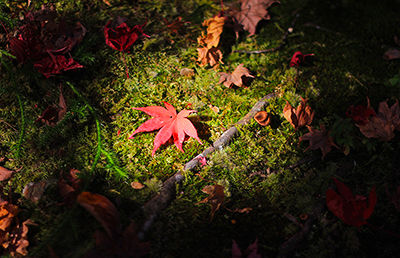 f:id:mount-hayashi:20161119210020j:plain