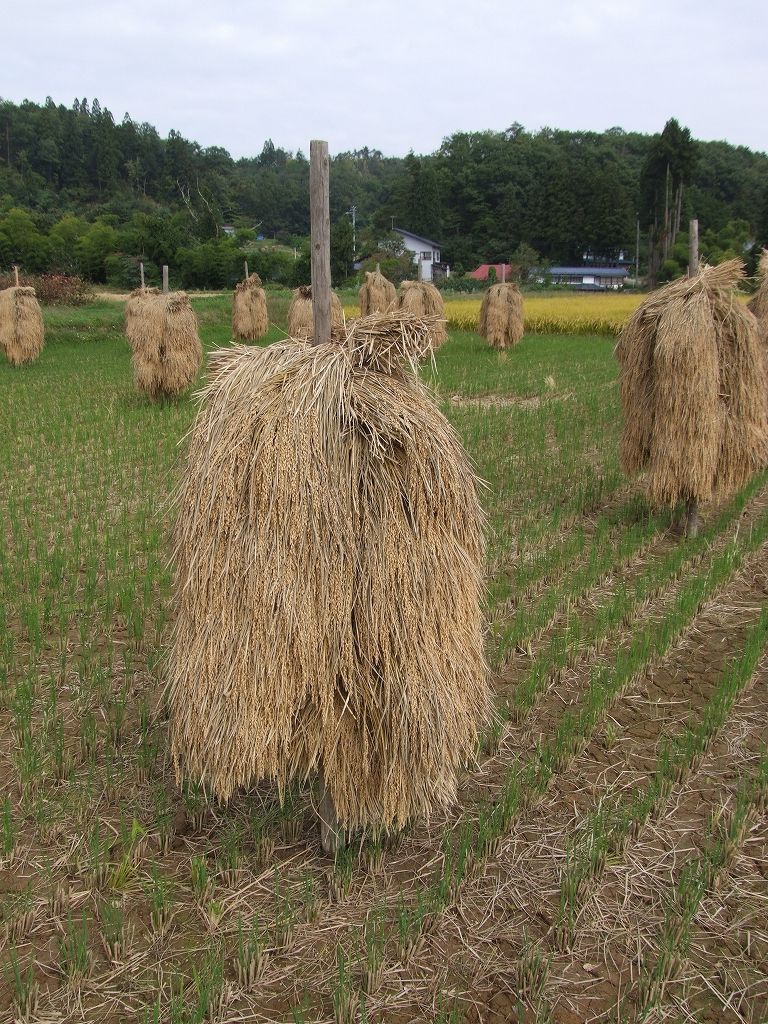 稲干し 稲杭 山形 大江町にて 棒がけ はせがけ 温泉人 おふろうど ライフ