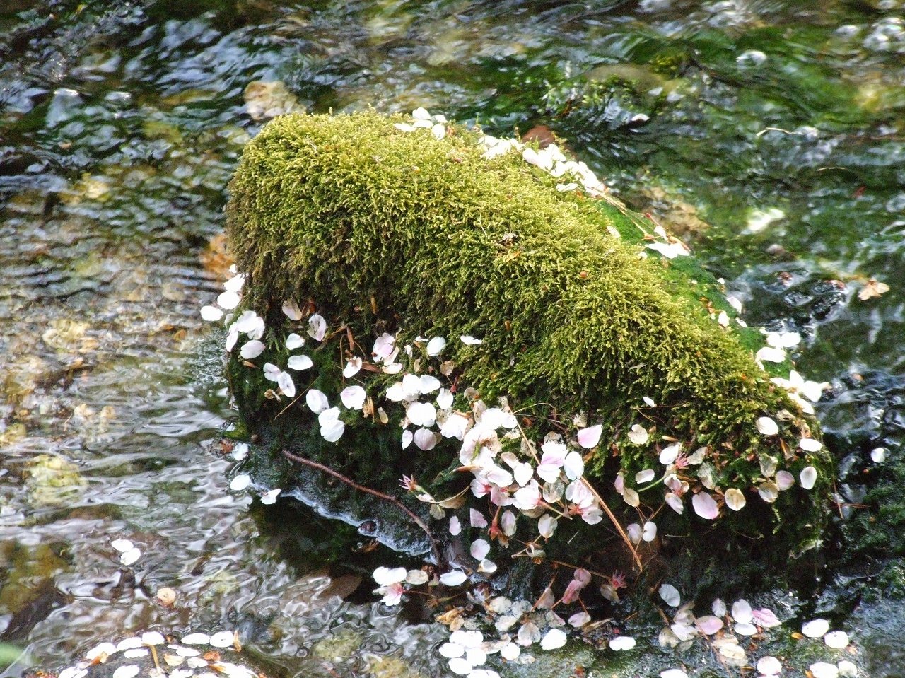 s-DSCF8085